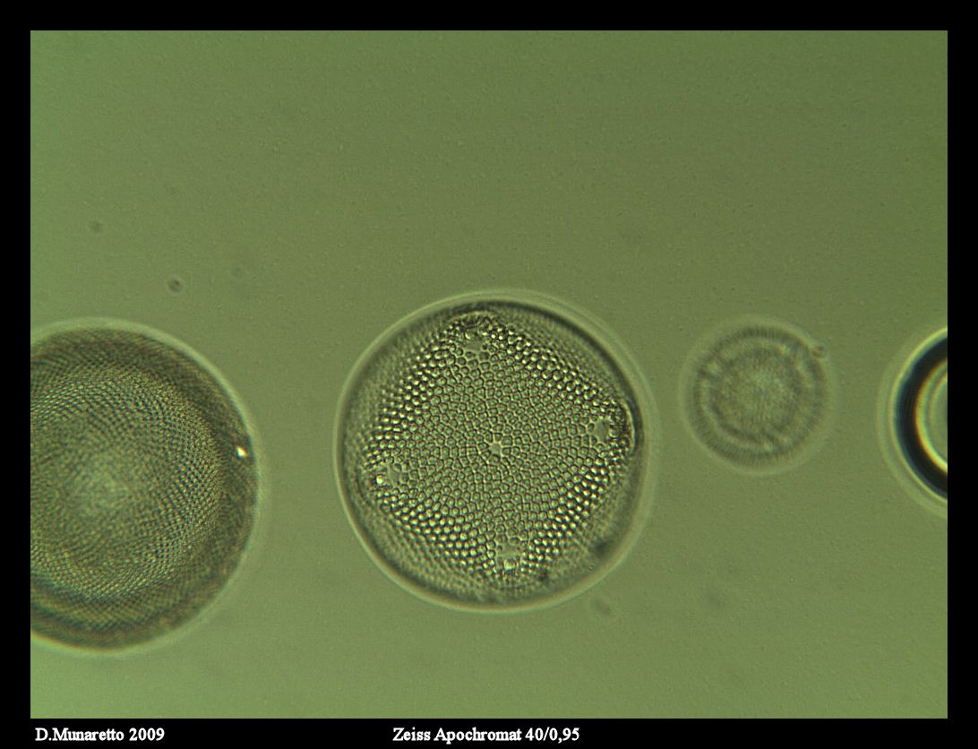 Obiettivi ZEISS a confronto...